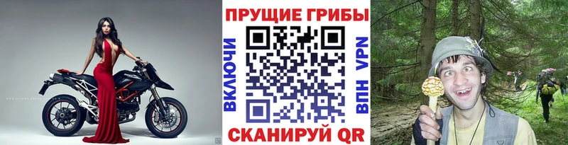 Псилоцибиновые грибы Psilocybe  Купить закладки  Цивильск 